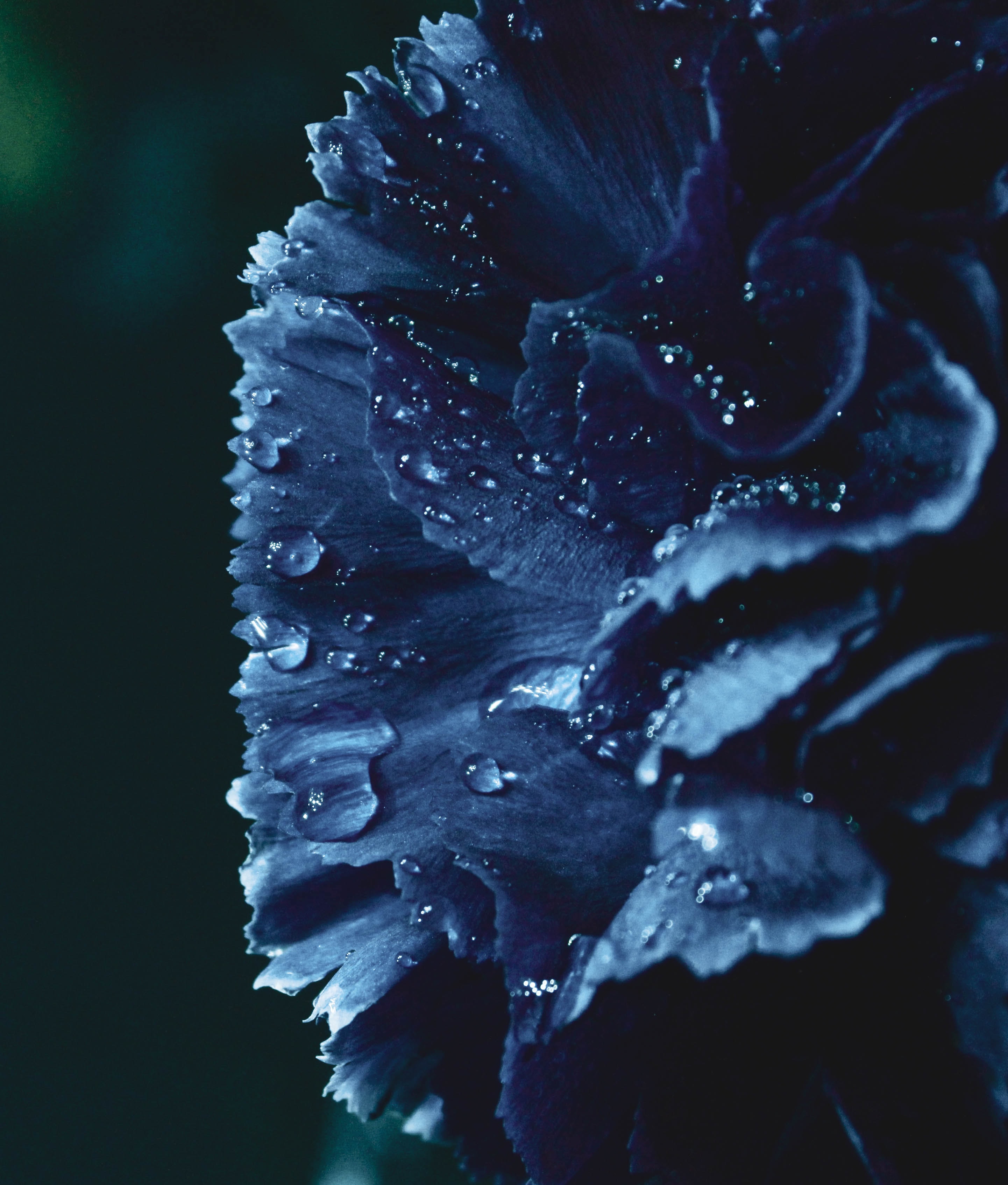 Dark blue aesthetic flower